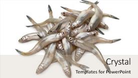  Presentation with top view of fresh fish - PPT theme having smelting - heap of fresh raw smelt background and a mint green colored foreground