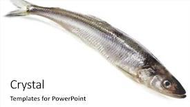  Presentation with top view of fresh fish - Slide deck having smelting - one fresh smelts fish isolated background and a white colored foreground
