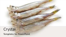  Presentation with japanese - Cool new PPT theme with smelting - shishamo japanese smelt with roe backdrop and a mint green colored foreground