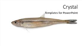  Presentation with fish - Amazing presentation design having smelting - single raw fresh smelt fish backdrop and a white colored foreground
