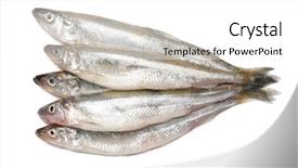  Presentation with fishes - Audience pleasing PPT layouts consisting of smelting - smelt fishes isolated on white backdrop and a  colored foreground