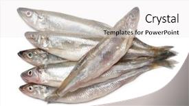  Presentation with fishes - PPT layouts enhanced with smelting - smelt fishes isolated on white background and a white colored foreground