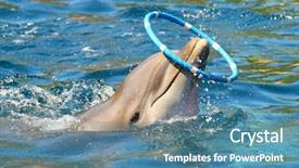  Presentation with funny animal - Colorful PPT layouts enhanced with smiley balls - dolphin smiling and playing backdrop and a teal colored foreground