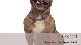  Presentation with bully - Slides enhanced with smiling-american-bully-wearing-silver background and a light gray colored foreground