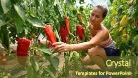  Presentation with vegetable garden - PPT theme having smiling blond woman in the vegetable garden picking red peppers background and a tawny brown colored foreground