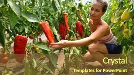  Presentation with vegetable garden - Amazing presentation theme having smiling blond woman in the vegetable garden picking red peppers backdrop and a tawny brown colored foreground