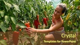  Presentation with vegetable garden - Theme enhanced with smiling blond woman in the vegetable garden picking red peppers background and a tawny brown colored foreground