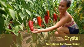  Presentation with vegetable garden - Cool new theme with smiling blond woman in the vegetable garden picking red peppers backdrop and a tawny brown colored foreground