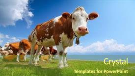 Presentation with agriculture - Audience pleasing PPT theme consisting of smiling cow grazing backdrop and a tawny brown colored foreground