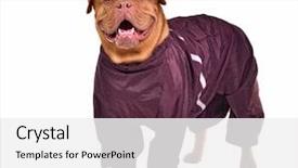  Presentation with wine - PPT theme having smiling dog dressed with wine background and a white colored foreground