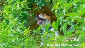  Presentation with smiling kids at summer camp - Slide deck having smiling dog on treehouse summer background and a tawny brown colored foreground