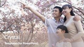  Presentation with cherry - Colorful PPT theme enhanced with smiling family looking up and admiring the cherry blossoms in the park backdrop and a gray colored foreground
