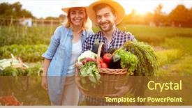  Presentation with lettuce in the vegetable garden - PPT theme consisting of smiling farmers couple with vegetables background and a tawny brown colored foreground