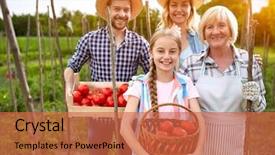  Presentation with farm - Theme consisting of smiling farmers picking domestic tomatoes background and a red colored foreground