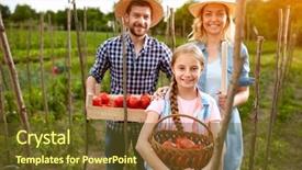  Presentation with gross domestic product - Beautiful PPT layouts featuring smiling farmers picking domestic tomatoes backdrop and a tawny brown colored foreground