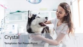  Presentation with husky - Slide set consisting of smiling girl looking at husky background and a lemonade colored foreground