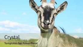  Presentation with blue sky - Presentation theme featuring smiling goat over blue sky background and a mint green colored foreground