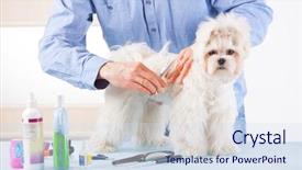  Presentation with grooming dog - PPT layouts having smiling man grooming a dog background and a sky blue colored foreground