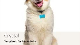  Presentation with puppy - Presentation design having smiling-puppy-australina-shepherd-five background and a soft green colored foreground