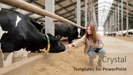  Presentation with dairy cow - PPT theme enhanced with smiling-redhead-young-woman-analyzing background and a coral colored foreground