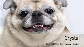  Presentation with punk - Amazing presentation theme having smiling with punk studded dog backdrop and a mint green colored foreground