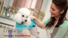  Presentation with pet grooming - PPT theme featuring smiling-woman-and-white-poodle background and a soft green colored foreground