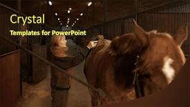  Presentation with stallion - PPT theme featuring smiling-woman-cleaning-horseback background and a wine colored foreground