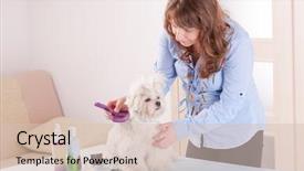  Presentation with grooming dog - Presentation theme enhanced with smiling woman grooming a dog background and a lemonade colored foreground