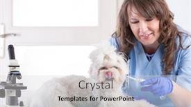  Presentation with vet - Audience pleasing PPT theme consisting of smiling-woman-vet-is-giving backdrop and a light gray colored foreground