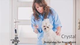  Presentation with dog - Presentation theme consisting of smiling-woman-veterinarian-examining-dog background and a light gray colored foreground