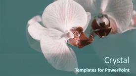  Presentation with minimalist - Presentation theme having smoke-pink-phalaenopsis-orchid-flower background and a ocean colored foreground