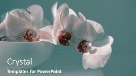  Presentation with minimalist - PPT theme enhanced with smoke-pink-phalaenopsis-orchid-flower background and a gray colored foreground