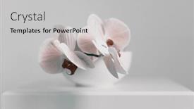  Presentation with minimalist - PPT theme enhanced with smoke-pink-phalaenopsis-orchid-flower background and a light gray colored foreground