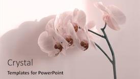  Presentation with minimalist - PPT theme having smoke-pink-phalaenopsis-orchid background and a mint green colored foreground