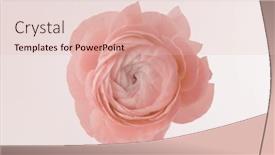  Presentation with light pink - Presentation theme with smoke-soft-beige-pink-anemone background and a lemonade colored foreground