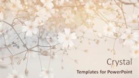 Presentation with fog - Presentation theme featuring smoke-soft-focus-flower-twig background and a  colored foreground