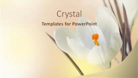  Presentation with snowdrop - Presentation theme enhanced with smoke-white-crocus-snowdrop-flower background and a lemonade colored foreground