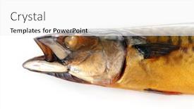  Presentation with white - Beautiful presentation featuring smoked-mackarel-isolated-on-white backdrop and a white colored foreground