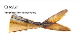  Presentation with smoked meat and cured meat - Theme featuring smoked tail scad background and a  colored foreground