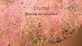  Presentation with flowers - Presentation theme having smoketree-cotinus-americanus-flowers-background background and a coral colored foreground