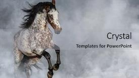  Presentation with appaloosa horse - Audience pleasing theme consisting of smoking free - crossbreed between appaloosa and andalusian backdrop and a light gray colored foreground