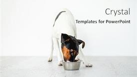  Presentation with fox - Beautiful PPT layouts featuring smooth-fox-terrier-dog-eating backdrop and a white colored foreground
