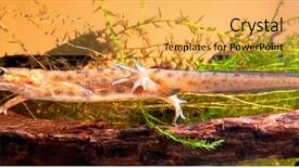  Presentation with pond - Audience pleasing slide deck consisting of smooth or common newt lessotriton backdrop and a yellow colored foreground