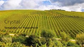  Presentation with vineyards - PPT layouts having smooth-rows-of-vineyards background and a gold colored foreground