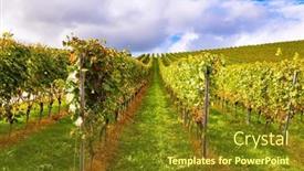  Presentation with vineyards - Presentation theme consisting of smooth-rows-of-vineyards background and a tawny brown colored foreground
