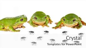  Presentation with frogs - Beautiful PPT layouts featuring smorgasbord three green tree frogs backdrop and a  colored foreground