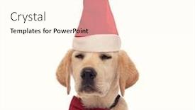  Presentation with puppy - Slides consisting of smug-labrador-retriever-puppy-wearing background and a cream colored foreground