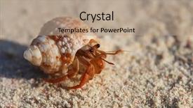  Presentation with crab - Cool new PPT layouts with snad - crab in a shall crawfish backdrop and a coral colored foreground