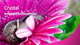  Presentation with snail - Colorful PPT layouts enhanced with snail and flowers gerber backdrop and a purple colored foreground