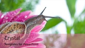  Presentation with snail - Amazing PPT theme having snail and flowers gerber backdrop and a coral colored foreground